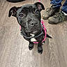 puppy, dog, black_dog, leash, harness, wooden_floor, pet, indoor, curious, looking_up, cute, young_dog, person, shoes, pants, floor, domestic_animal, companion, canine, animal
