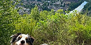 Vox participe au concours pour gagner de l'argent avec cette photo : dog, australian_shepherd, leash, trail, hiking, forest, trees, grass, river, town, houses, hill, sky, clouds, outdoor, nature, landscape, pet, happy, smiling