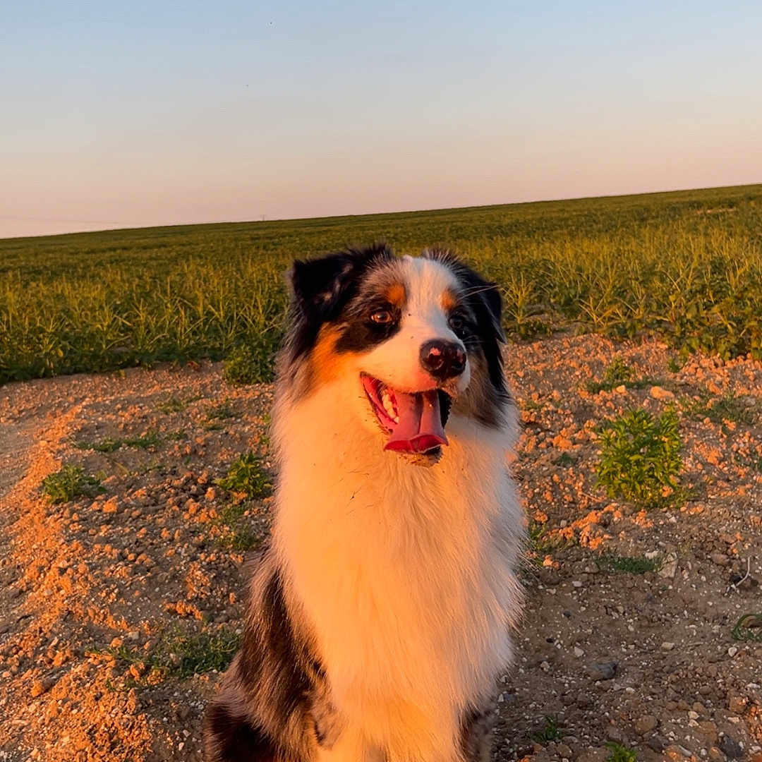 Vox a rejoint le concours — aidez-le/la à gagner de superbes lots ! animal, australian_shepherd, canine, dog, ears, earth, field, fur, grass, happy, landscape, muzzle, nature, outdoor, pet, sitting, sky, sunlight, sunset, tongue_out