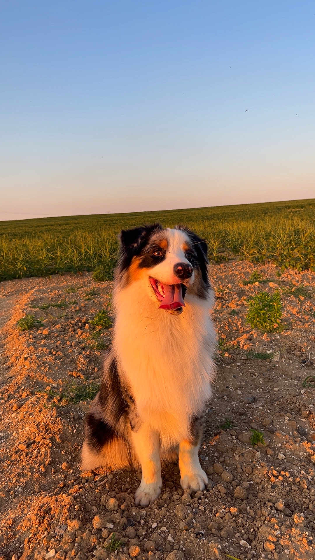 Vox a rejoint le concours — aidez-le/la à gagner de superbes lots ! dog, australian_shepherd, sitting, outdoor, sunset, field, grass, sky, happy, tongue_out, pet, animal, nature, earth, sunlight, fur, canine, muzzle, ears, landscape