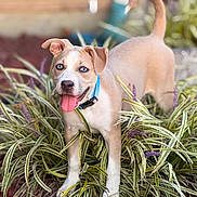 Charlie joined the competition — help win amazing prizes! blue_eyes, bokeh, collar, cute, dog, ears_up, garden, landscape_rocks, licking, ornamental_grass, outdoor, playful, portrait, puppy, shallow_depth_of_field, smiling, tan_coat, tongue_out, variegated_grass, white_markings