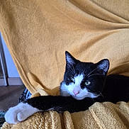 Josie participe au concours pour gagner de l'argent avec cette photo : cat, black_and_white, towel, relaxed, indoor, pet, animal, feline, paw, stretching, cozy, soft, yellow, fur, whiskers, ears, resting, comfortable, domestic, cute