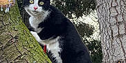 Josie a rejoint le concours — aidez-le/la à gagner de superbes lots ! cat, black_and_white, tree, moss, outdoor, nature, animal, pet, fur, whiskers, climbing, branch, forest, wildlife, curious, alert, mammal, eyes, nose, paw