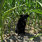 Iggy is registered to the contest to win money with this photo: agriculture, animal, black_dog, collar, cornfield, daylight, dog, ears, eyes, farm, green_leaves, nature, outdoor, pet, plants, shadow, sitting, soil, summer, sunlight