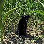 agriculture, animal, black_dog, collar, cornfield, daylight, dog, ears, eyes, farm, green_leaves, nature, outdoor, pet, plants, shadow, sitting, soil, summer, sunlight