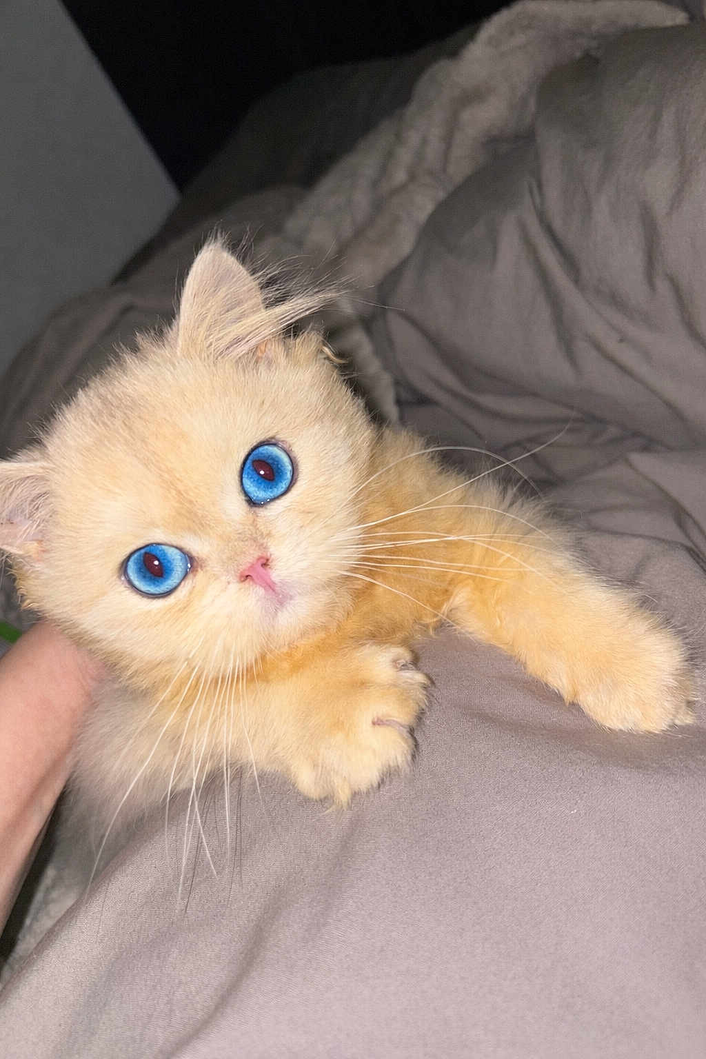 Yuki participe au concours pour gagner de l'argent avec cette photo : kitten, cat, blue_eyes, fluffy, cute, pet, animal, whiskers, paw, fur, soft, bed, blanket, indoor, closeup, adorable, young, mammal, domestic, feline