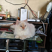 Kitler is registered to the contest to win money with this photo: cat, fluffy_cat, blue_eyes, glass_table, living_room, television, wooden_shelf, electronic_devices, cables, cross, decor, indoor, pet, feline, resting, close_up, home_interior, domestic_animal, relaxed, furniture