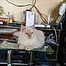 cat, fluffy_cat, blue_eyes, glass_table, living_room, television, wooden_shelf, electronic_devices, cables, cross, decor, indoor, pet, feline, resting, close_up, home_interior, domestic_animal, relaxed, furniture