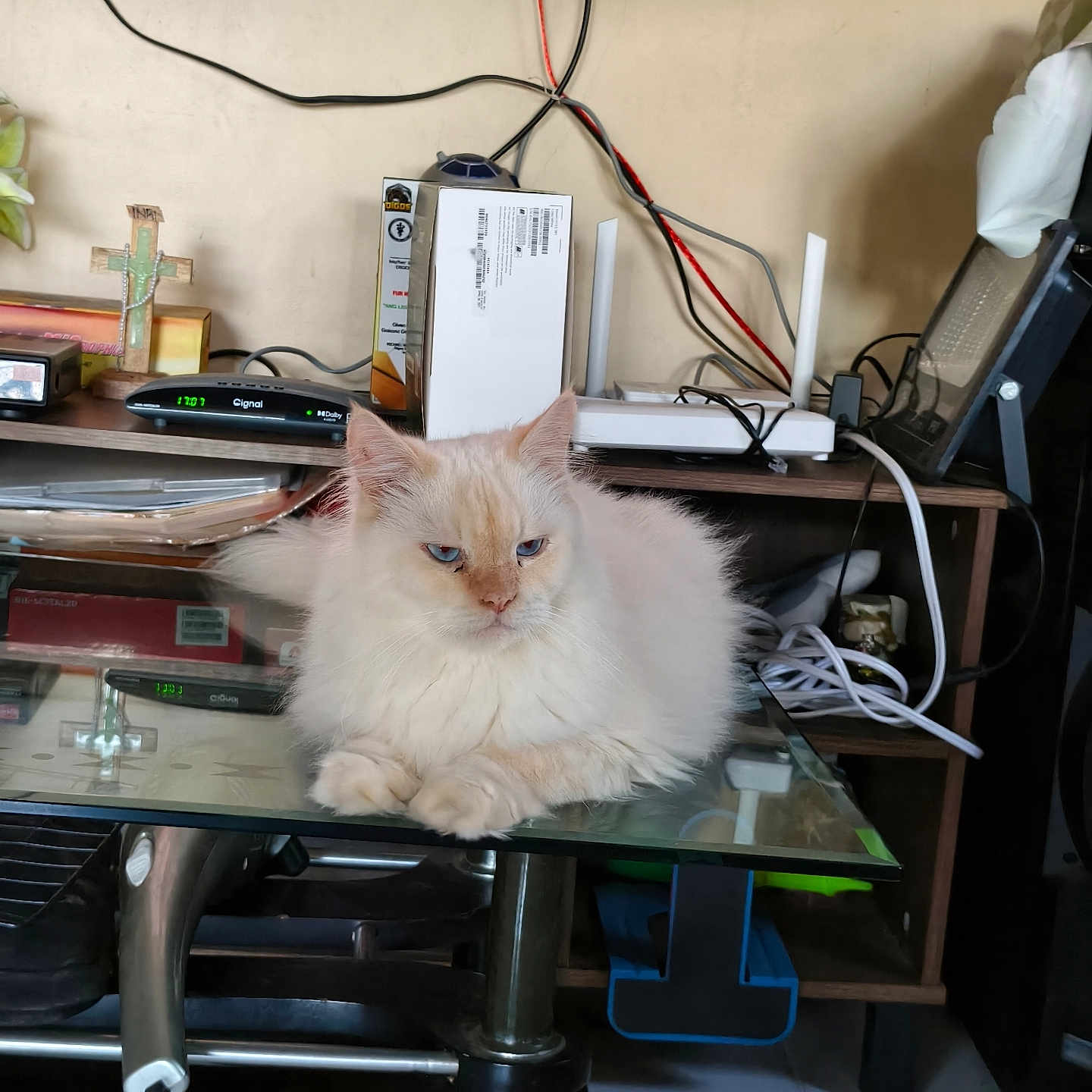 Kitler