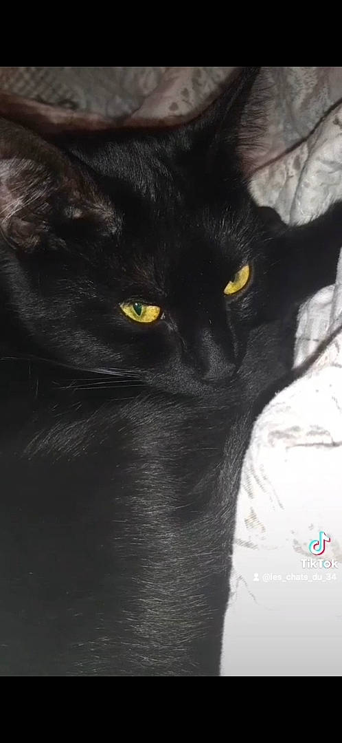 Gribouille a rejoint le concours — aidez-le/la à gagner de superbes lots ! black_cat, bombay, carnivore, cat, darkness, domestic_short_haired_cat, felidae, fur, grey, havana_brown, head, illustration, iris, monochrome_photography, organism, small_to_medium_sized_cats, snout, terrestrial_animal, whiskers