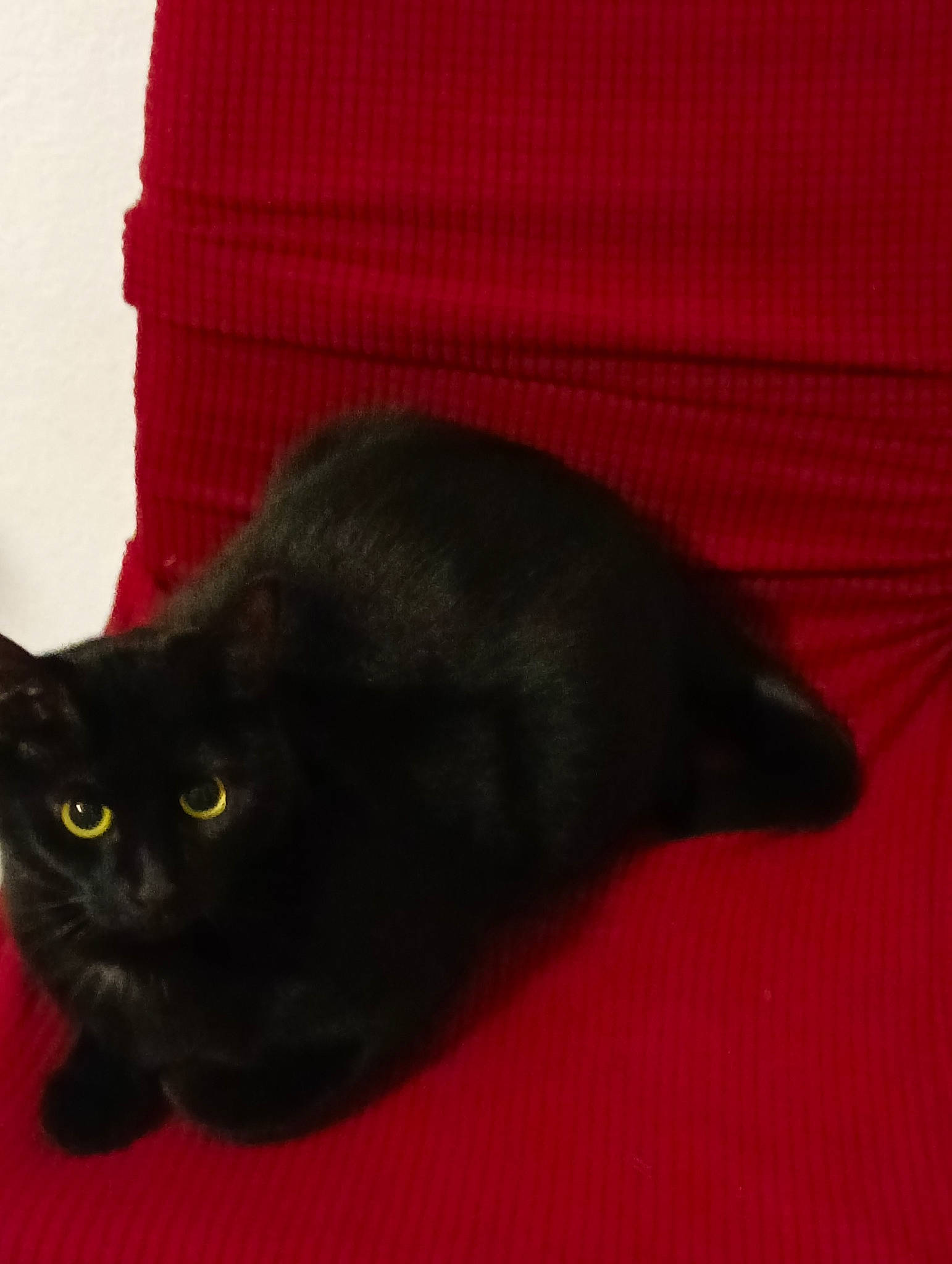 Gribouille a rejoint le concours — aidez-le/la à gagner de superbes lots ! black_cat, bombay, carnivore, cat, comfort, domestic_short_haired_cat, felidae, fur, small_to_medium_sized_cats, snout, tail, terrestrial_animal, whiskers