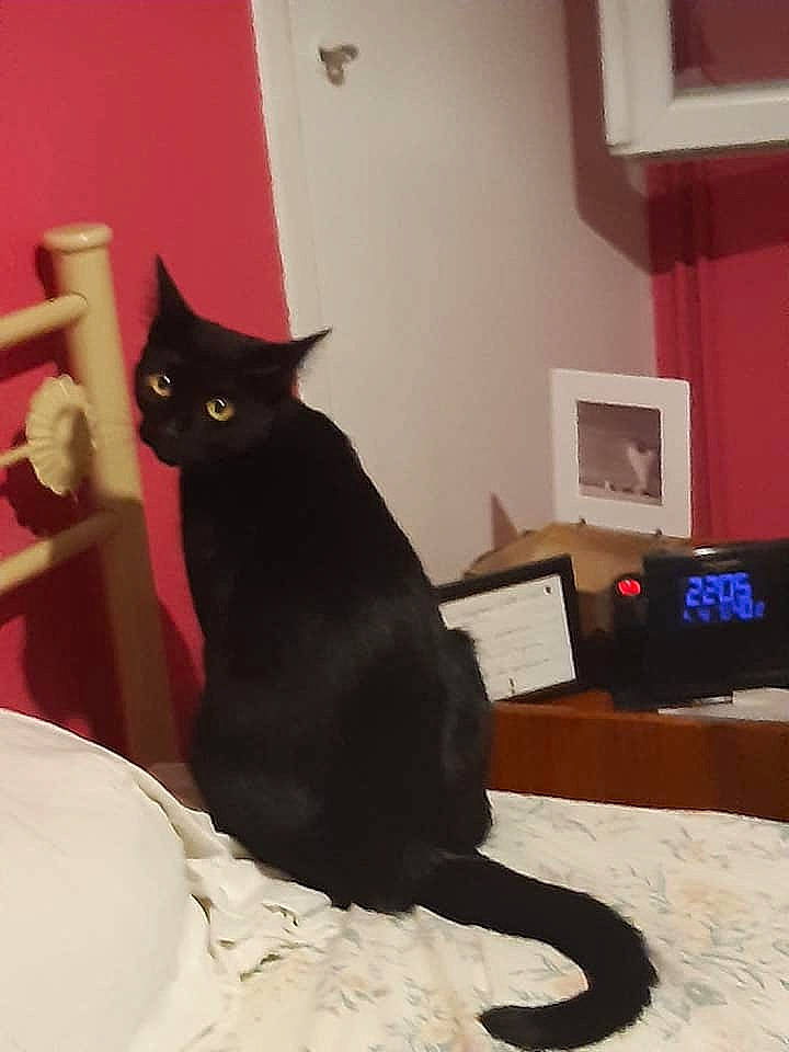 Gribouille a rejoint le concours — aidez-le/la à gagner de superbes lots ! asian, black, black_cat, bombay, british_shorthair, carnivore, cat, domestic_short_haired_cat, felidae, room, small_to_medium_sized_cats, tail, whiskers