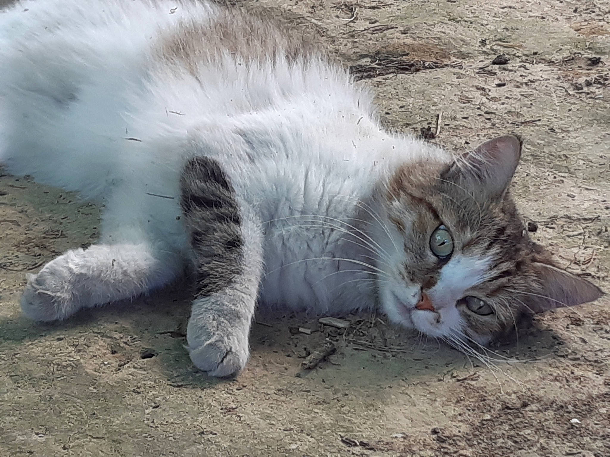 Biscotte a rejoint le concours — aidez-le/la à gagner de superbes lots ! carnivore, cat, claw, domestic_short_haired_cat, felidae, fur, grass, mammal, paw, sand, small_to_medium_sized_cats, snout, soil, tail, terrestrial_animal, vertebrate, whiskers