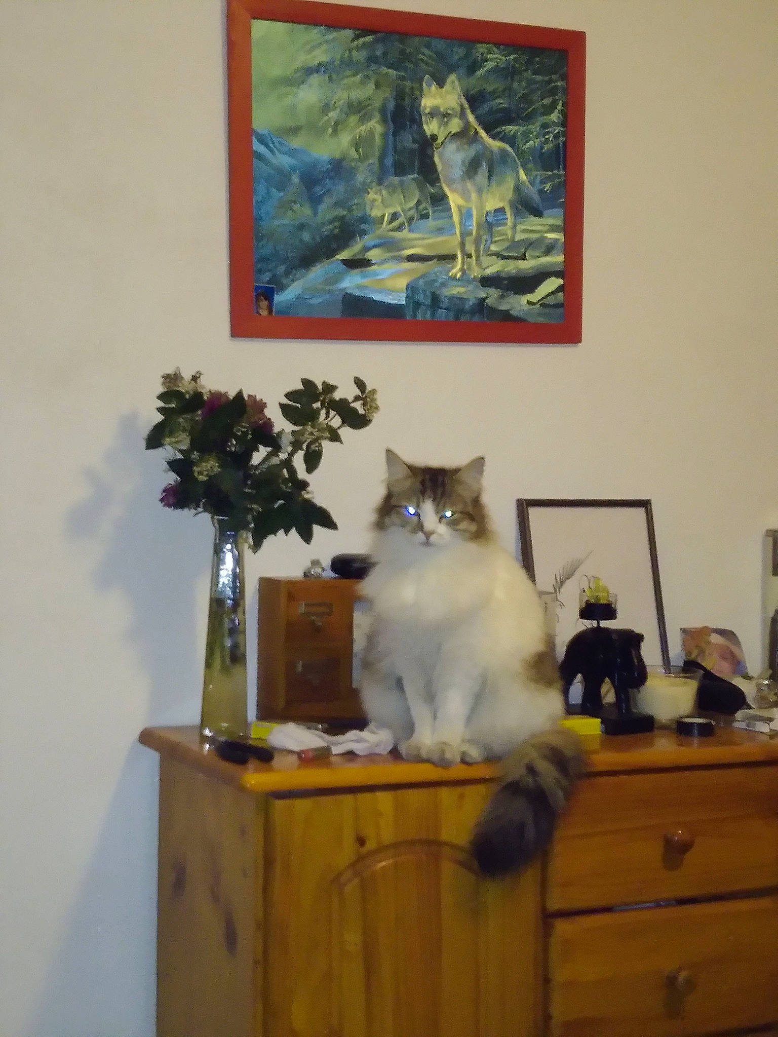 Biscotte participe au concours pour gagner de l'argent avec cette photo : carnivore, cat, domestic_short_haired_cat, european_shorthair, felidae, norwegian_forest_cat, room, small_to_medium_sized_cats, turkish_angora, turkish_van, whiskers