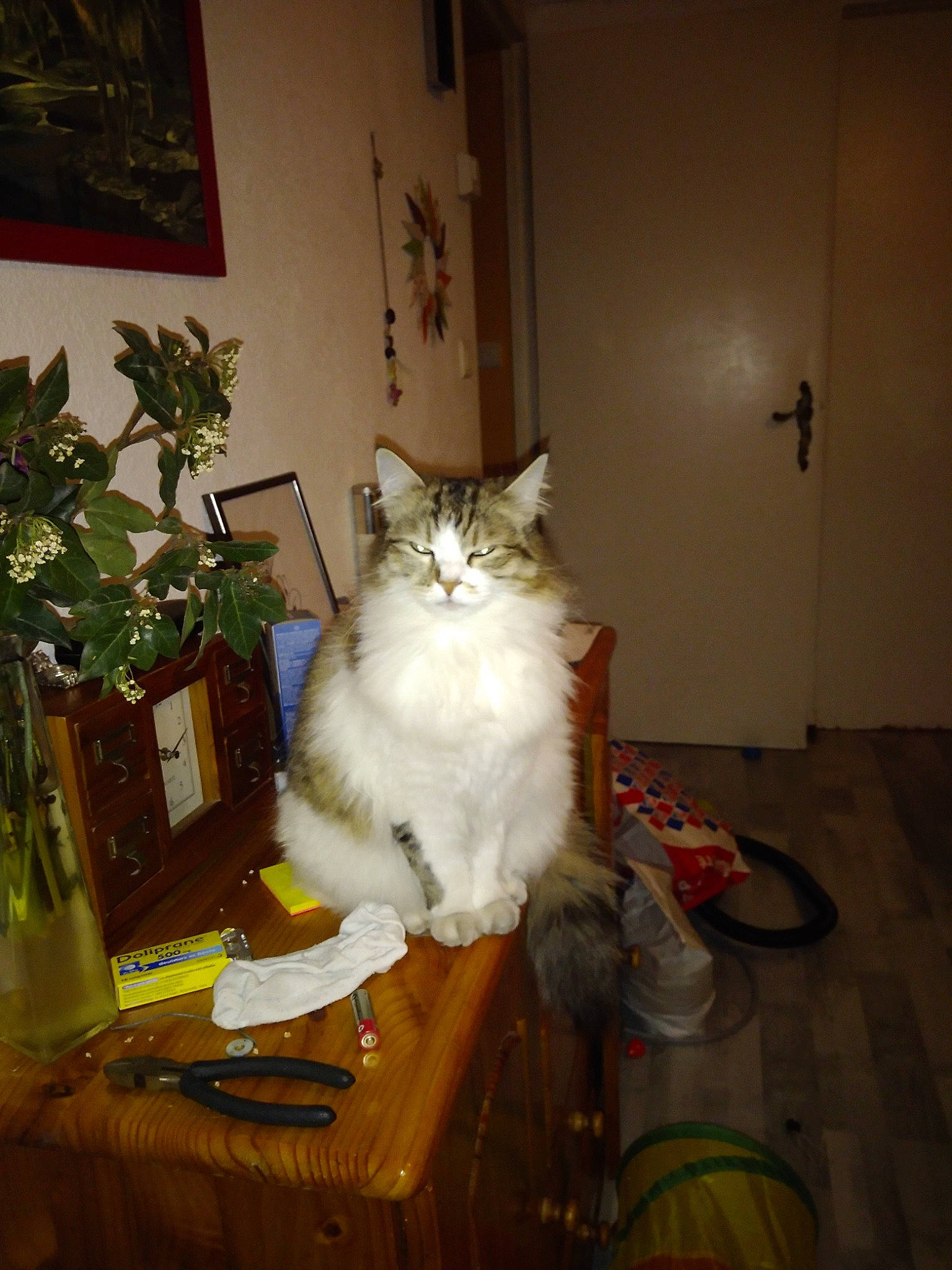 Biscotte participe au concours pour gagner de l'argent avec cette photo : asian, asian_semi_longhair, carnivore, cat, domestic_long_haired_cat, european_shorthair, fawn, felidae, fur, maine_coon, norwegian_forest_cat, persian, ragamuffin, ragdoll, siberian, small_to_medium_sized_cats, turkish_angora, turkish_van, whiskers, wood