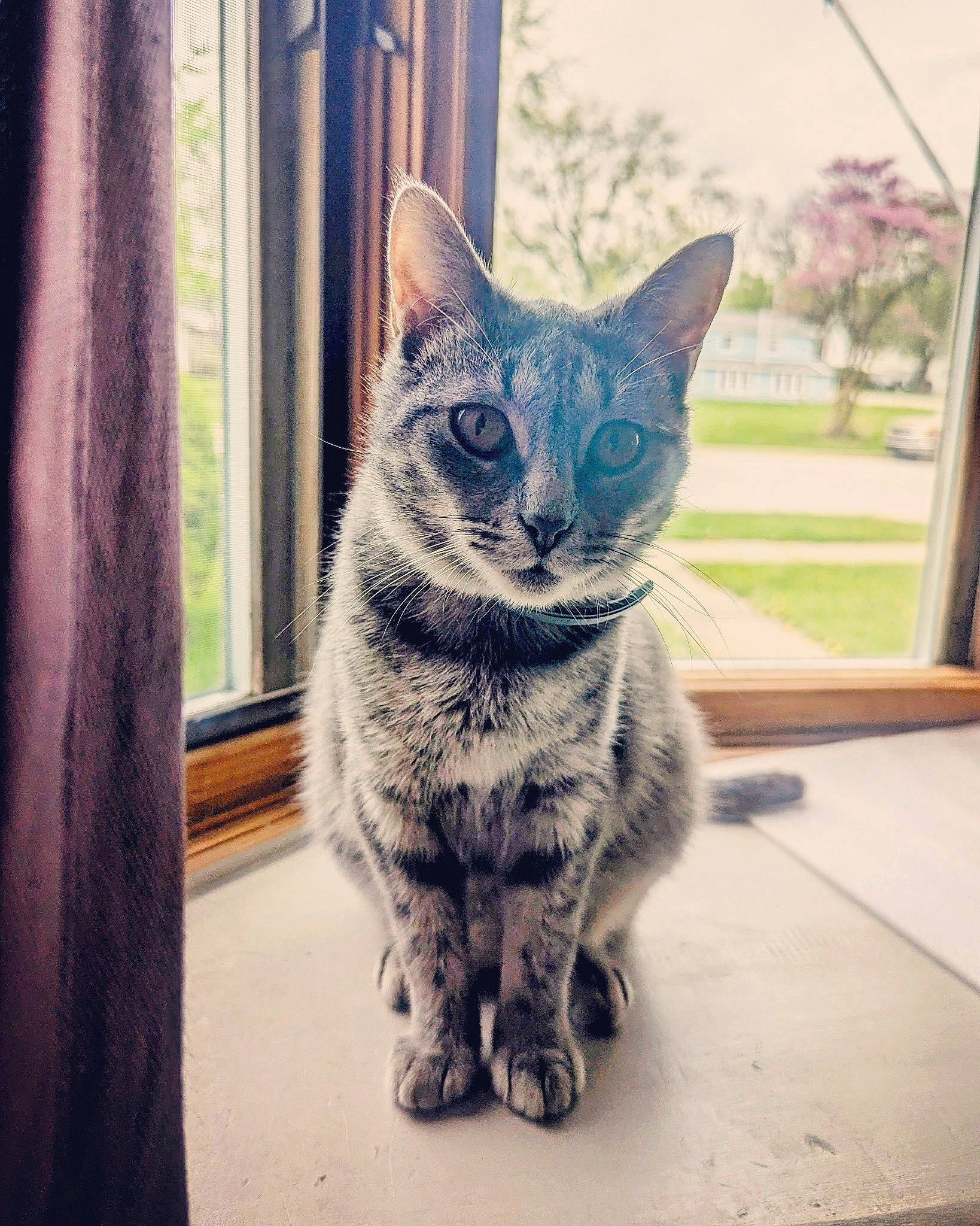 Honey joined the competition — help win amazing prizes! automotive_tire, carnivore, cat, curtain, domestic_short_haired_cat, door, electric_blue, felidae, fur, grey, metal, paw, plant, sitting, small_to_medium_sized_cats, snout, tail, tree, whiskers, window