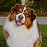 dog, pet, fluffy, long_hair, brown_and_white, portrait, outdoor, grass, sidewalk, garden, happy, smiling, tongue_out, head_tilt, friendly, adorable, animal, canine, fur, close_up