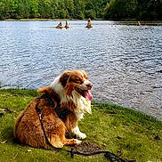 Pititi participe au concours pour gagner de l'argent avec cette photo : brown_and_white, dog, fluffy, forest, grass, harness, lake, lakeside, landscape, leash, long_hair, nature, outdoors, pet, shoreline, sitting, sunlight, tongue_out, trees, water