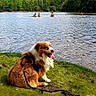 dog, pet, sitting, outdoors, lake, water, shoreline, forest, trees, grass, nature, landscape, brown_and_white, fluffy, long_hair, tongue_out, leash, harness, sunlight, lakeside
