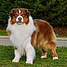 dog, australian_shepherd, brown_and_white, fluffy, long_hair, standing, outdoor, grass, lawn, hedge, garden, road, sidewalk, portrait, pet, animal, alert, front_facing, natural_light, full_body