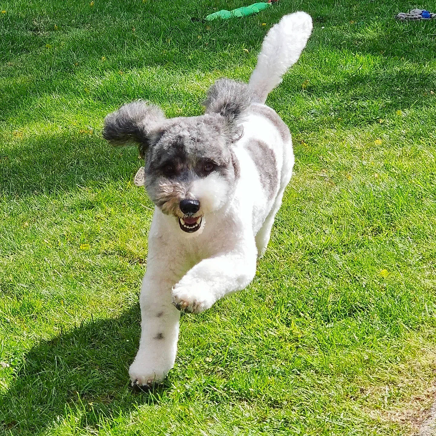 Kodi is registered to the contest to win money with this photo: art, canidae, carnivore, companion_dog, dog, dog_breed, fur, garden, grass, grassland, groundcover, lawn, meadow, pasture, snout, sporting_group, tail, terrestrial_animal, working_animal, yard