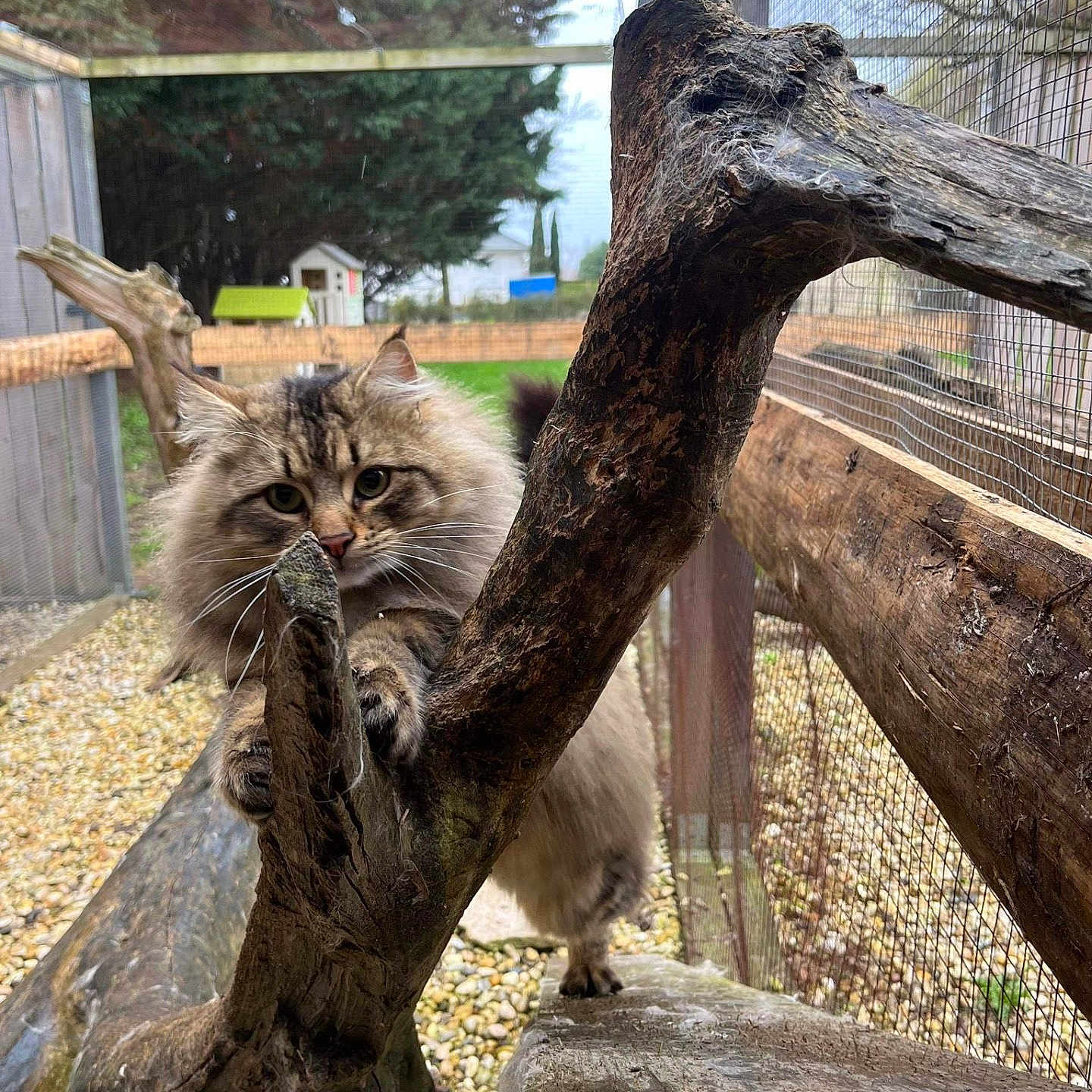 Pumbaa participe au concours pour gagner de l'argent avec cette photo : animal, backyard, cat, city, den, driftwood, fence, grass, indoors, kitten, nature, outdoors, pet, plant, rock, tree, vegetation, wood, yard, zoo