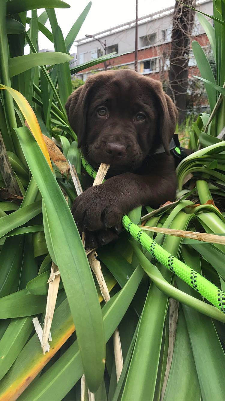 Ralph