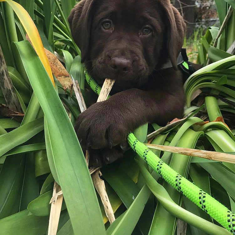Ralph