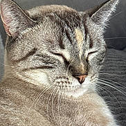 Nala a rejoint le concours — aidez-le/la à gagner de superbes lots ! cat, close_up, feline, whiskers, fur, eyes_closed, pet, animal, domestic_animal, mammal, sleeping, relaxed, cute, soft_light, indoor, portrait, face, cozy, resting, tabby