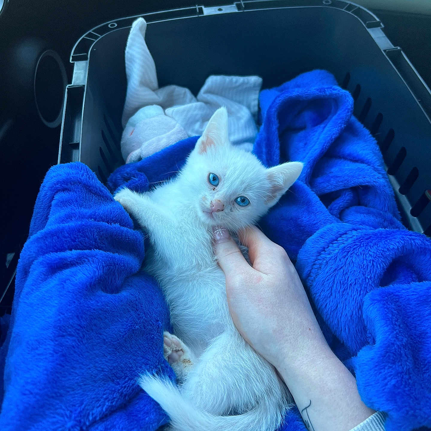 Snow is registered to the contest to win money with this photo: animal, basket, blanket, blue_blanket, blue_eyes, car_interior, cat, comfort, cozy, cute, feline, hand, indoor, kitten, love, pet, resting, soft_texture, white_fur, young