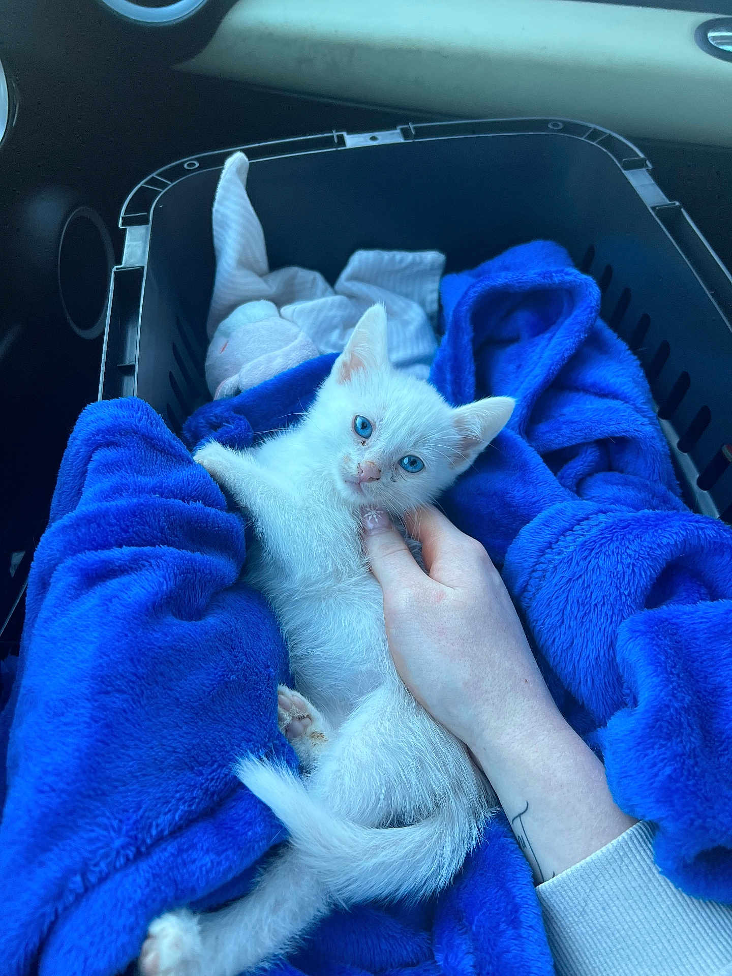 Snow is registered to the contest to win money with this photo: animal, basket, blanket, blue_blanket, blue_eyes, car_interior, cat, comfort, cozy, cute, feline, hand, indoor, kitten, love, pet, resting, soft_texture, white_fur, young