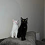 Snow joined the competition — help win amazing prizes! animal, black_cat, cat, companions, cushion, cute, domestic_animal, eyes, feline, flash, home_interior, indoor, pets, reflection, shadow, sitting, sofa, two_animals, wall, white_cat