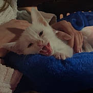 Snow joined the competition — help win amazing prizes! animal, blanket, comfort, cozy, cute, domestic_animal, feline, fur, hands, indoor, kitten, pet, resting, sleepy, small, snuggling, teeth, warm, white_cat, yawning