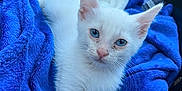 Snow is registered to the contest to win money with this photo: animal, blanket, blue_blanket, blue_eyes, carrier, cat, cozy, cute, domestic_animal, feline, fur, indoor, kitten, pet, resting, small, soft_texture, whiskers, white_fur, young