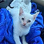 animal, blanket, blue_blanket, blue_eyes, carrier, cat, cozy, cute, domestic_animal, feline, fur, indoor, kitten, pet, resting, small, soft_texture, whiskers, white_fur, young