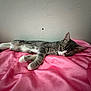 France is registered to the contest to win money with this photo: animal, bed, cat, comfort, cozy, cute, domestic_cat, ears, feline, fur, gray_tabby, indoor, paw, pet, pink_blanket, quiet, relaxation, resting, sleeping, whiskers