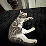 France is registered to the contest to win money with this photo: bedroom, black_blanket, cat, cozy, domestic_cat, door, feline, fur, furniture, gray_cat, home_interior, indoor, paw_pads, pet, quiet, relaxation, resting, sleeping, tail, white_paws