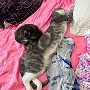 France joined the competition — help win amazing prizes! animal, bed, blanket, blue_collar, cat, cozy, curled_up, cute, domestic_cat, feline, gray_cat, indoor, pet, pillow, pink, relaxation, resting, sleeping, soft, striped_cat