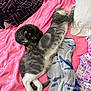 animal, bed, blanket, blue_collar, cat, cozy, curled_up, cute, domestic_cat, feline, gray_cat, indoor, pet, pillow, pink, relaxation, resting, sleeping, soft, striped_cat