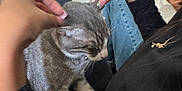 France joined the competition — help win amazing prizes! black_sweater, casual, cat, comfort, couch, domestic_animal, furniture, gray_cat, hand, home, indoor, jeans, lap, nails, person, petting, phone, relaxing, tabby_cat, window_blinds