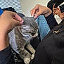 black_sweater, casual, cat, comfort, couch, domestic_animal, furniture, gray_cat, hand, home, indoor, jeans, lap, nails, person, petting, phone, relaxing, tabby_cat, window_blinds