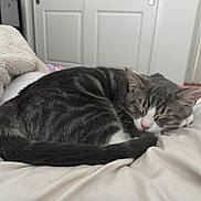 France is registered to the contest to win money with this photo: cat, sleeping, tabby, gray, white, blanket, bedroom, cozy, indoor, fur, pet, domestic_animal, resting, cute, animal, whiskers, tail, comfort, nap, soft