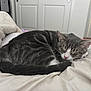 cat, sleeping, tabby, gray, white, blanket, bedroom, cozy, indoor, fur, pet, domestic_animal, resting, cute, animal, whiskers, tail, comfort, nap, soft