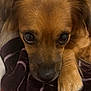 Paris joined the competition — help win amazing prizes! dog, close_up, brown_dog, pet, animal, blanket, fur, paw, resting, indoor, cute, looking_up, whiskers, nose, ears, face, companion, cozy, soft, domestic_animal