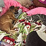 Paris is registered to the contest to win money with this photo: dog, cat, blanket, bed, pillow, water_bottle, indoor, resting, pet, cozy, fur, sleepy, tabby_cat, brown_dog, animal, domestic, relaxing, companion, home, soft