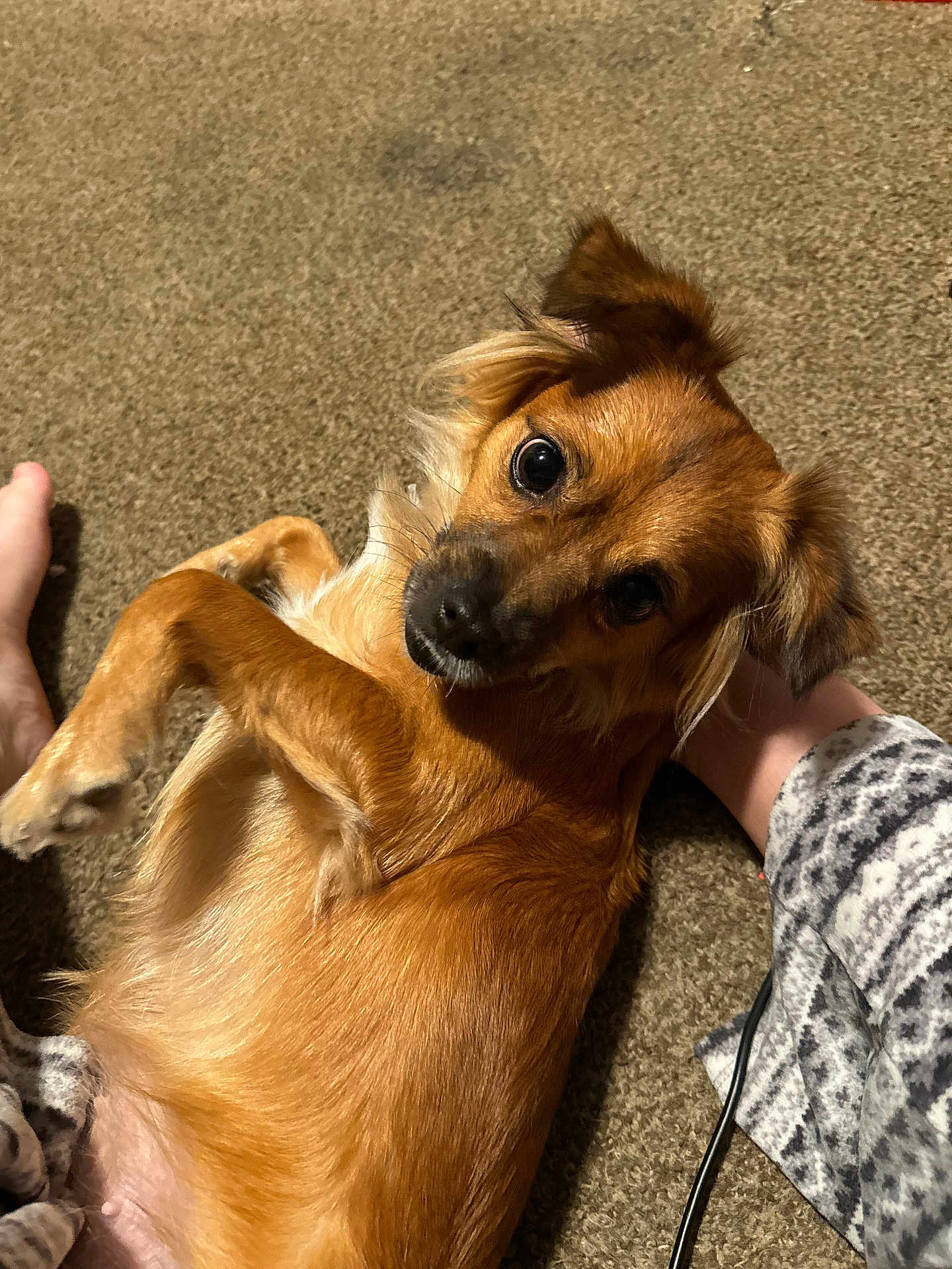 Paris is registered to the contest to win money with this photo: dog, brown_dog, pet, carpet, floor, lying_down, looking_up, indoor, paw, fur, ears, animal, cute, small_dog, domestic_animal, companion, relaxed, person, pajamas, home