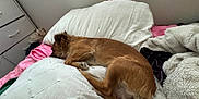 Paris joined the competition — help win amazing prizes! dog, sleeping, bed, pillow, blanket, brown_dog, indoor, cozy, resting, fur, pet, canine, comfort, quiet, relaxation, domestic, furniture, soft, home, nap