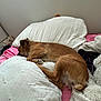 bed, blanket, brown_dog, canine, comfort, cozy, dog, domestic, fur, furniture, home, indoor, nap, pet, pillow, quiet, relaxation, resting, sleeping, soft