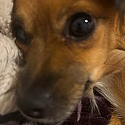 Paris joined the competition — help win amazing prizes! dog, close_up, brown, fur, eyes, blanket, resting, pet, indoor, soft, texture, animal, muzzle, snout, cozy, warm, companion, cute, portrait, furry