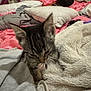 London joined the competition — help win amazing prizes! kitten, cat, bed, blanket, pillow, fabric, fur, indoor, cozy, sleepy, cute, animal, pet, soft, feline, resting, tabby, young, whiskers, claw